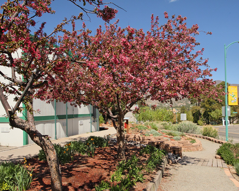 Adams Crabapple #100 (5401)
