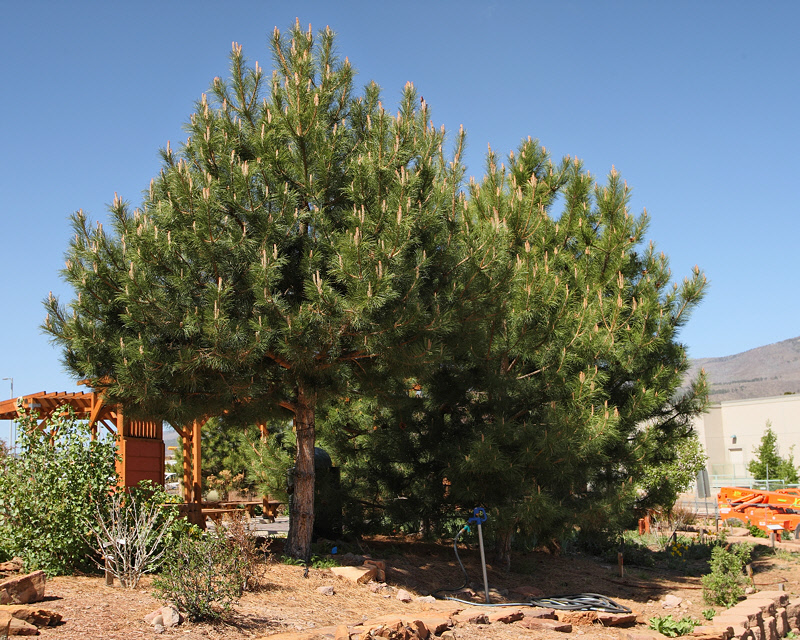Austrian Pines #113 (5409)