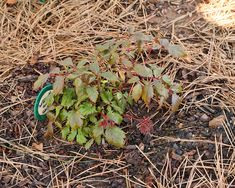 False Spirea Fanal  #887 (5435)