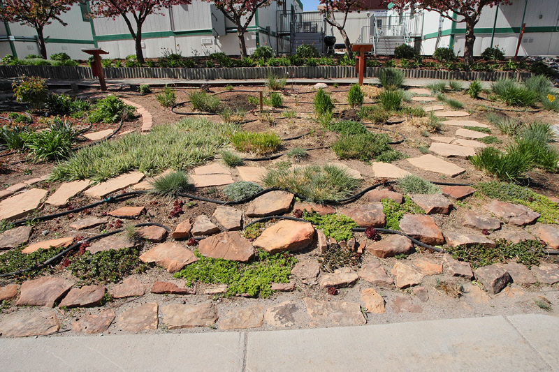 Grass Garden Area from N (5395)