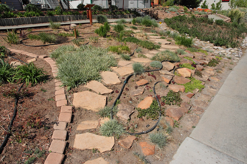 Grass Garden Area from NE (5394)