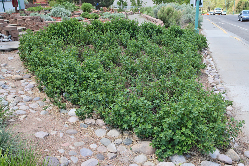 White Snowberry #400 (9329)