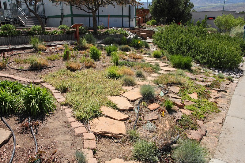 Grass Garden Area from NE (0189)