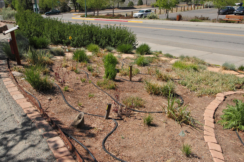 Grass Garden Area from SE (0182)