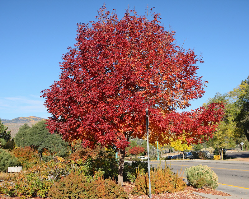 Autumn Purple Ash #111 (4031)