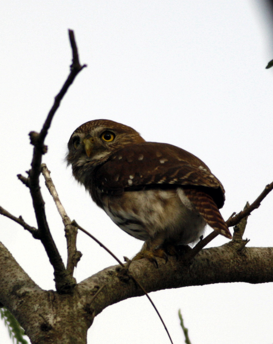 Ferruginous Pygmy-owl.jpg