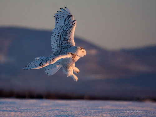 Affronting Winter's First Light - Snowy Owl
