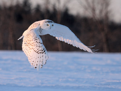 Snowy Owl's Morning Sprint