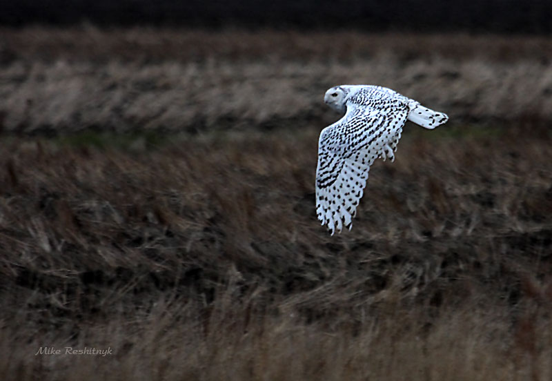 First Snowy Owl Of The Season. Where Is The Snow?