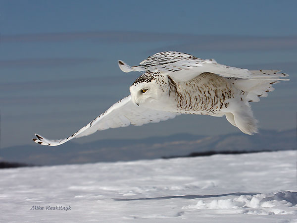 Free As A Bird - Snowy Owl