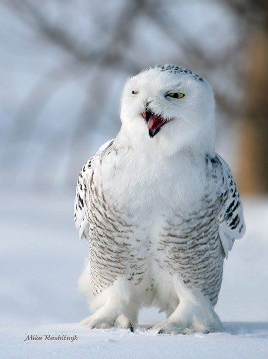 Wannabe Snowy Owl Opera Singer