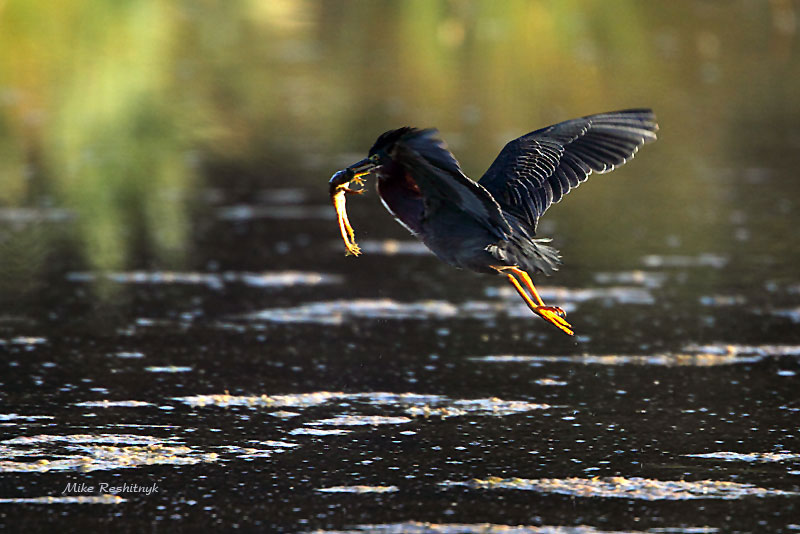 Early Breakfast On The Fly