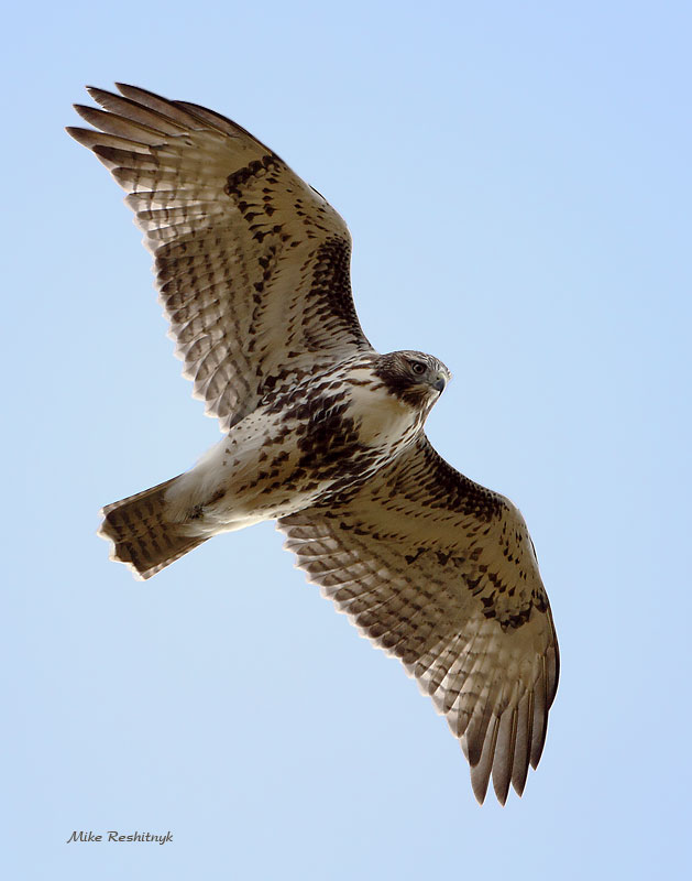 Hawk On The Move