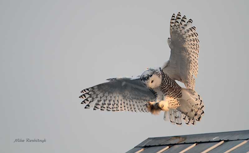 I Claim This Spot - Snowy Owl