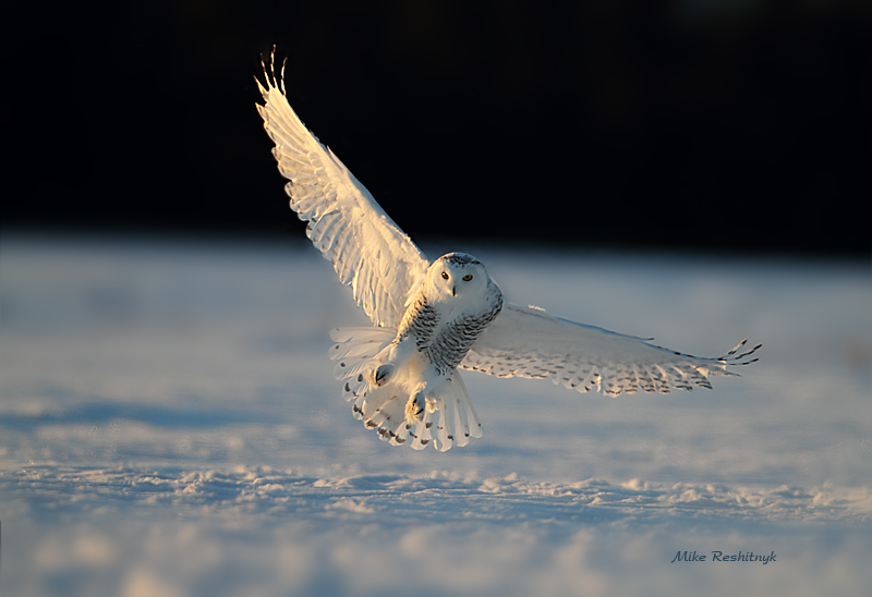 Snowy Owl - Morning Angel