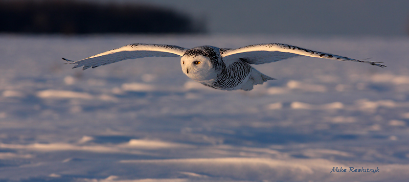 Snowy Owl On Patrol At Dusk