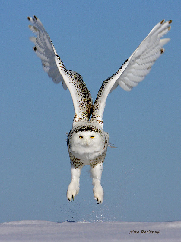 Suspended Snowy Owl