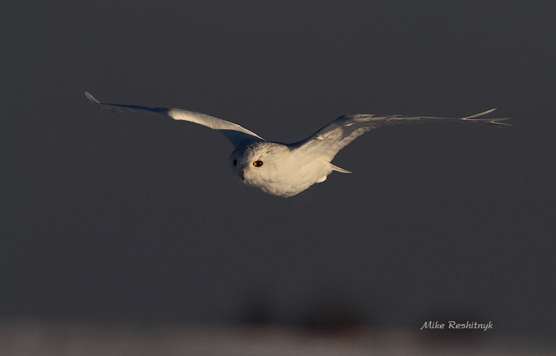 Snowy Owl - Early Morning Flight