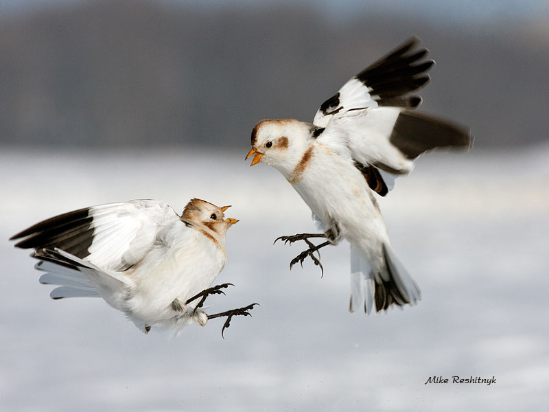 Not The Best Of Dance Partners - Snow Buntings