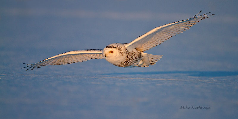 Snowy Owl Patrol At The Crack Of Dawn