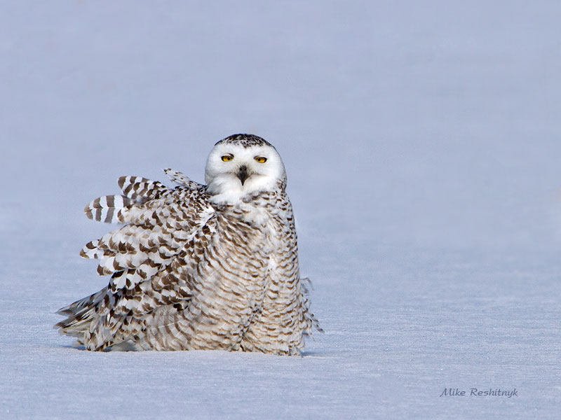The Answer My Friend, Is Blowing In The Wind - Snowy Owl