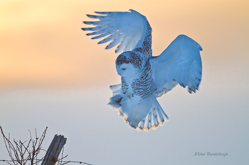 Sunset Surprise - Backlit Snowy Owl