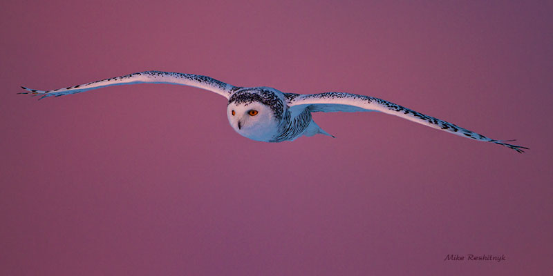 Snowy Owl - Extreme Sunset
