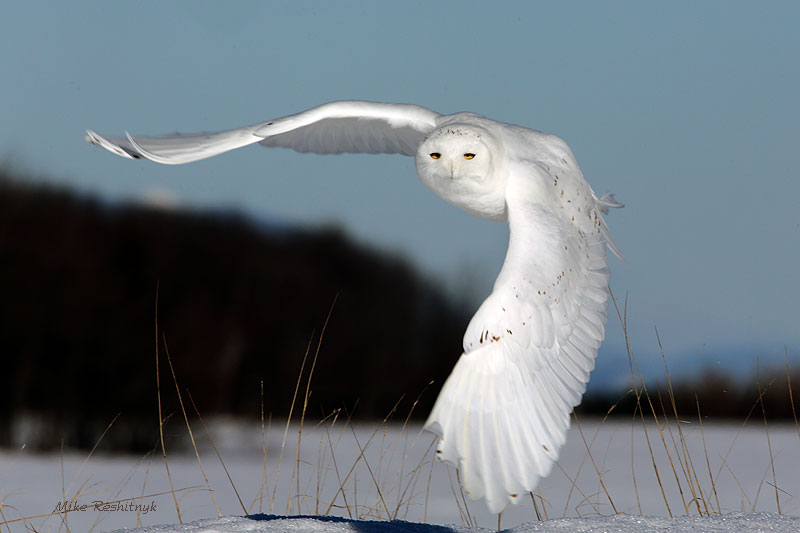 Late January Afternoon Takeoff - Male Snowy Owl