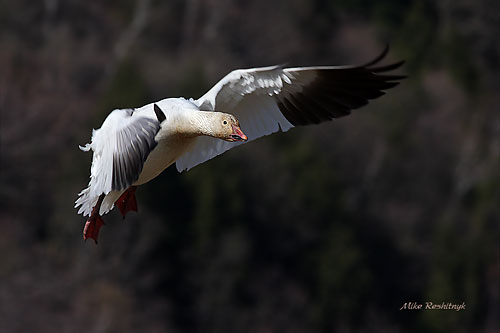 Breaking Against The Wind - Greater Snow Goose Landing