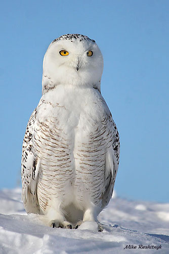 Ive Returned To The Arctic, But Ive Left Mike Many More Images To Post Till Next Winter