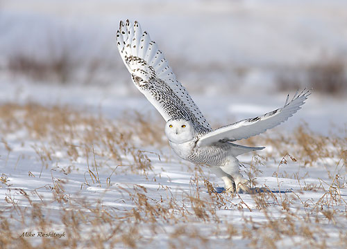 Recalling A Winter Friend - Snowy Owl