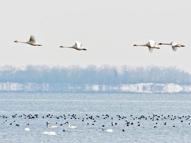 Tundra Swans