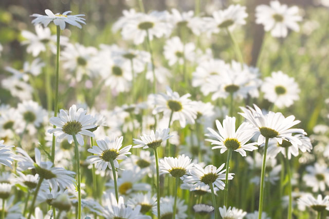 Backlit Daisies