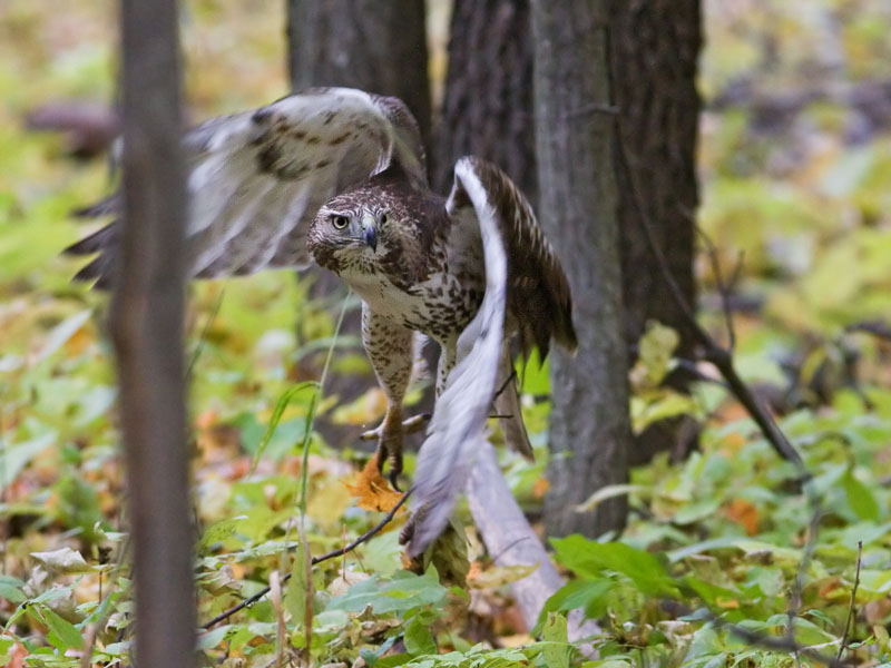 The Hunter