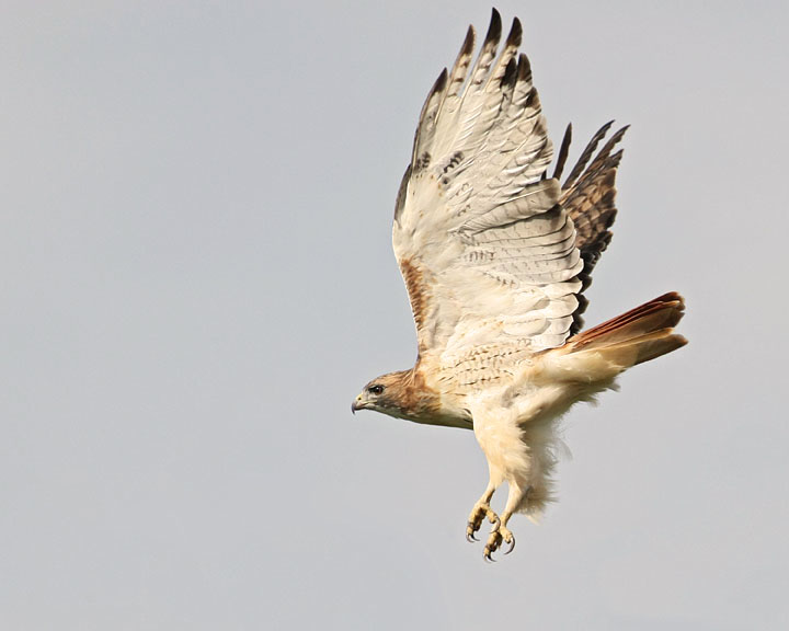 Red-Tailed Hawk