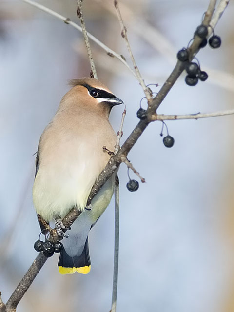 Cedar Waxwing