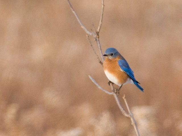 Eastern Bluebird