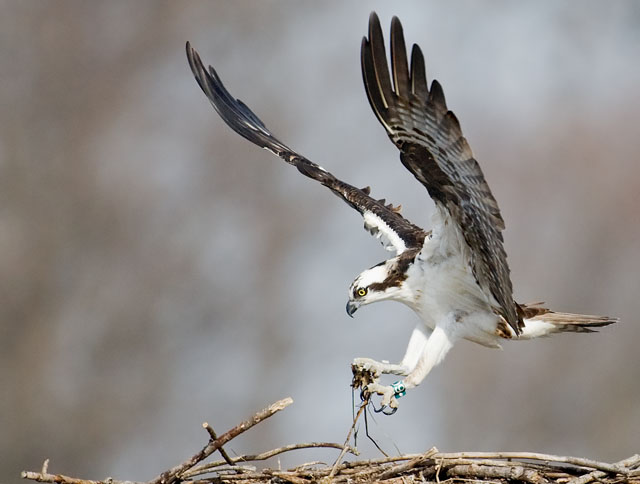 Return of the Osprey