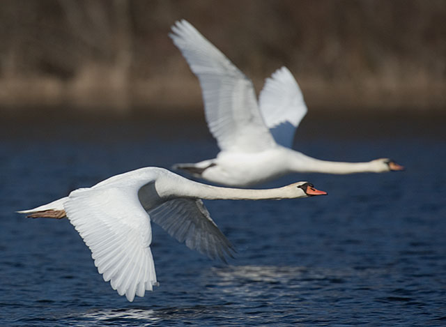 Swan Race