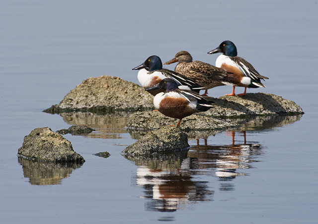 Northern Shovelers