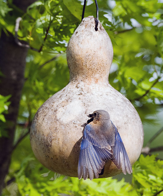 Out of Her Gourd