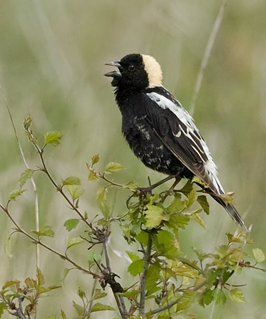 Bobolink