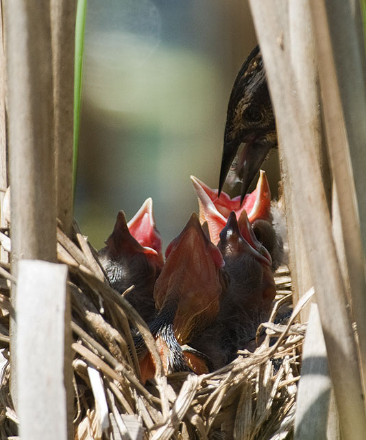 Dinner Time at the Red Wings