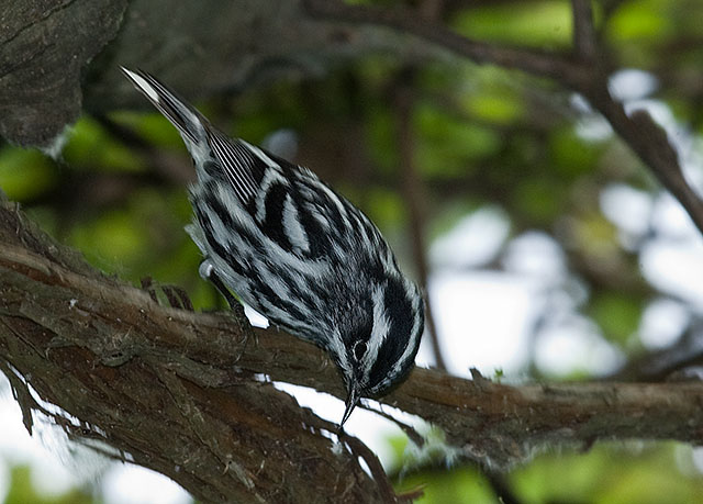 Black-and-White Warbler