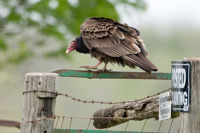 The Gate Keeper