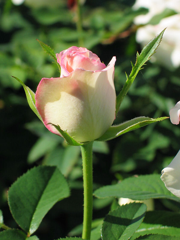 Moonstone - hybrid tea