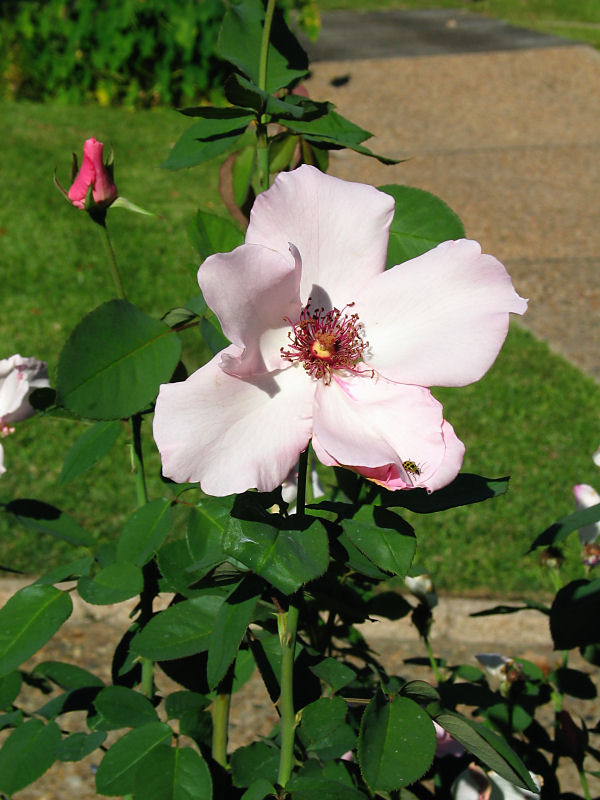 Dainty Bess - hybrid tea