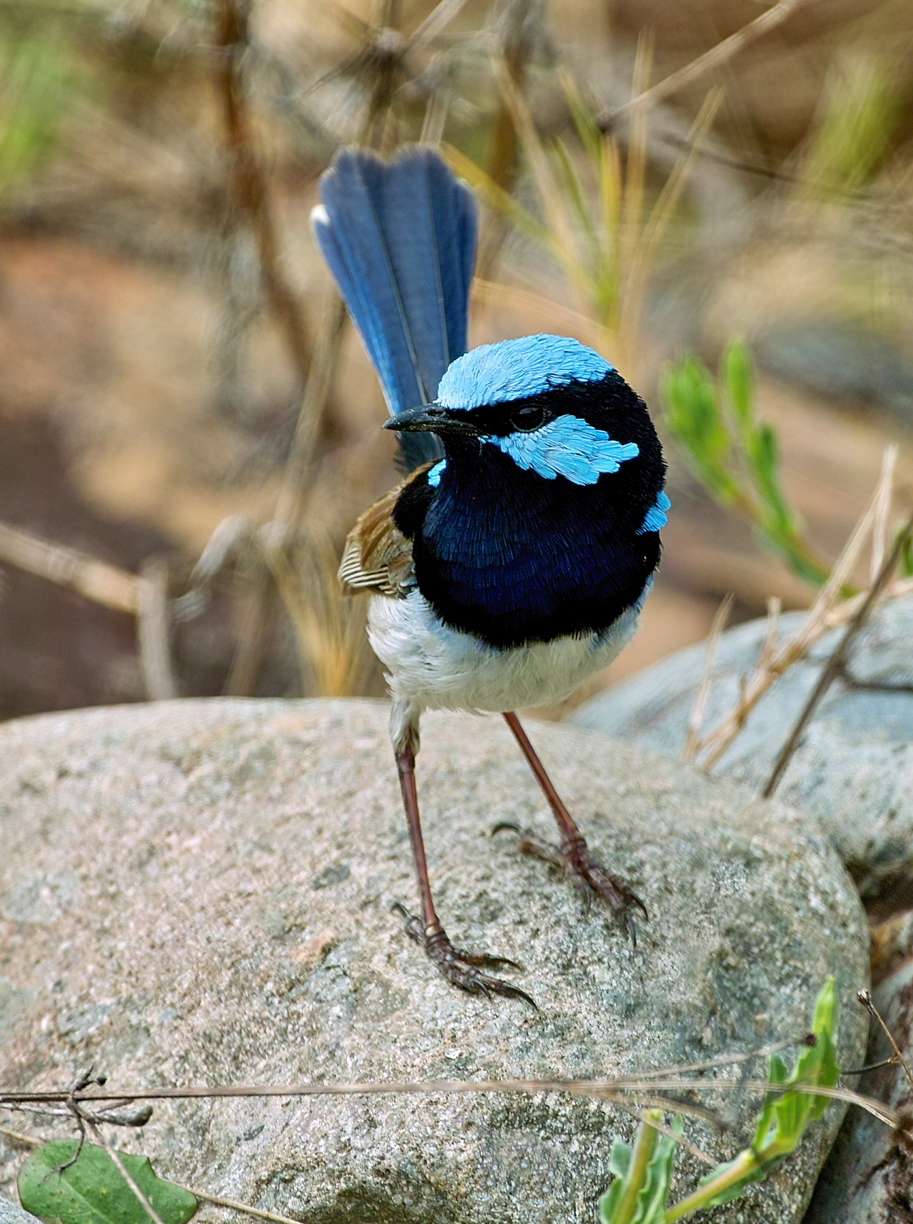 Superb Blue Fairy Wren