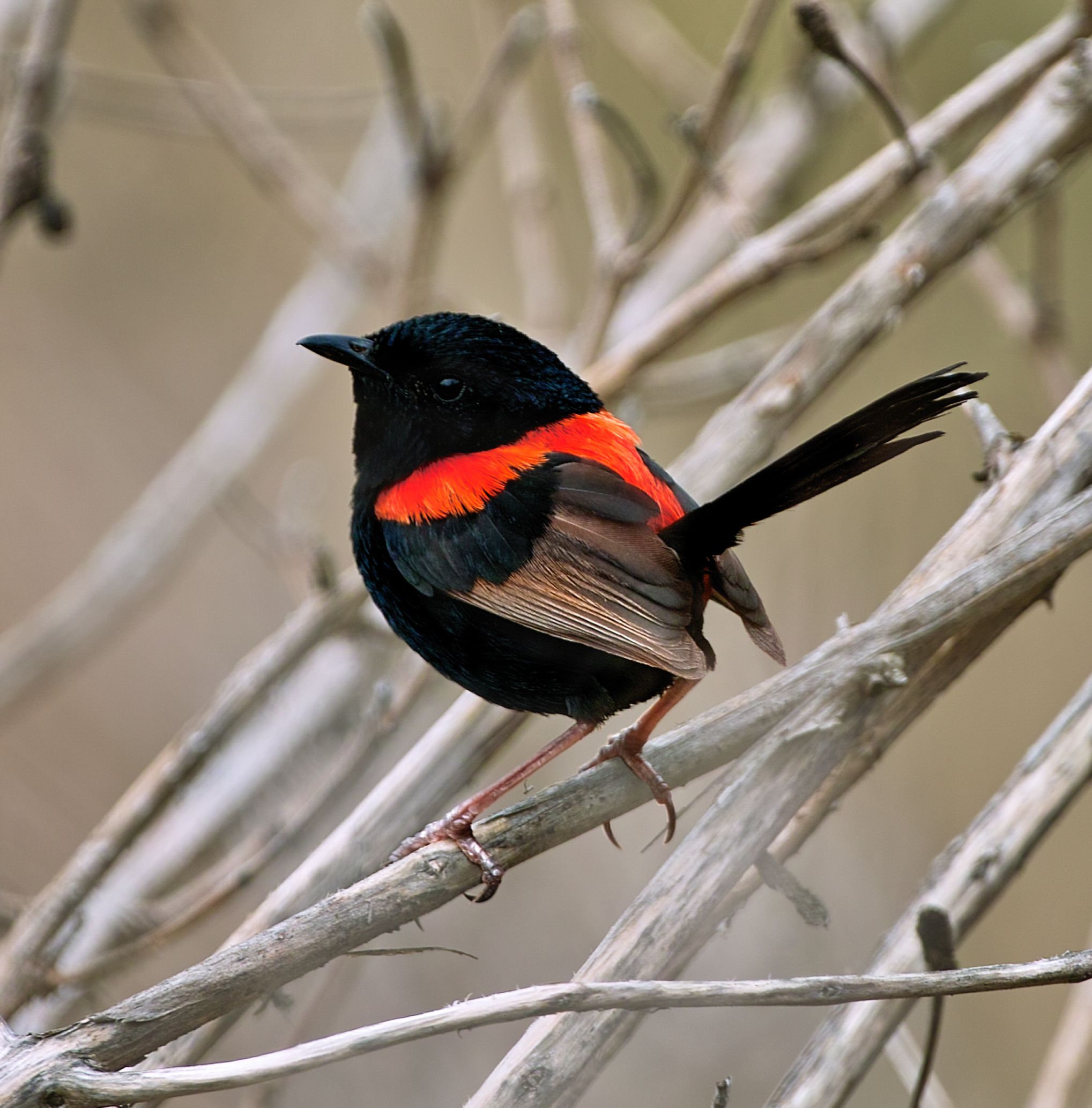 Red Back Fairy Wren