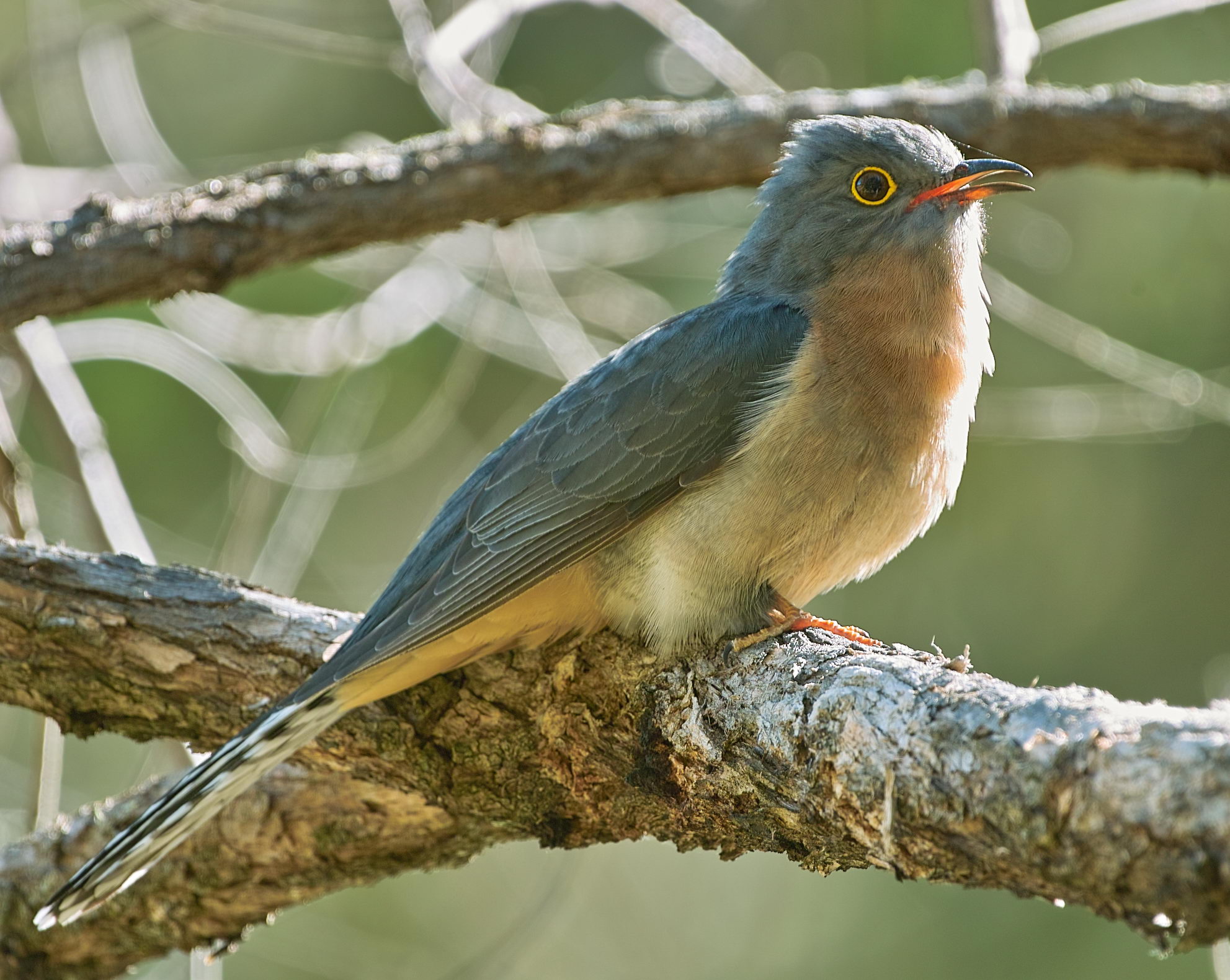 Fan Tailed Cuckoo